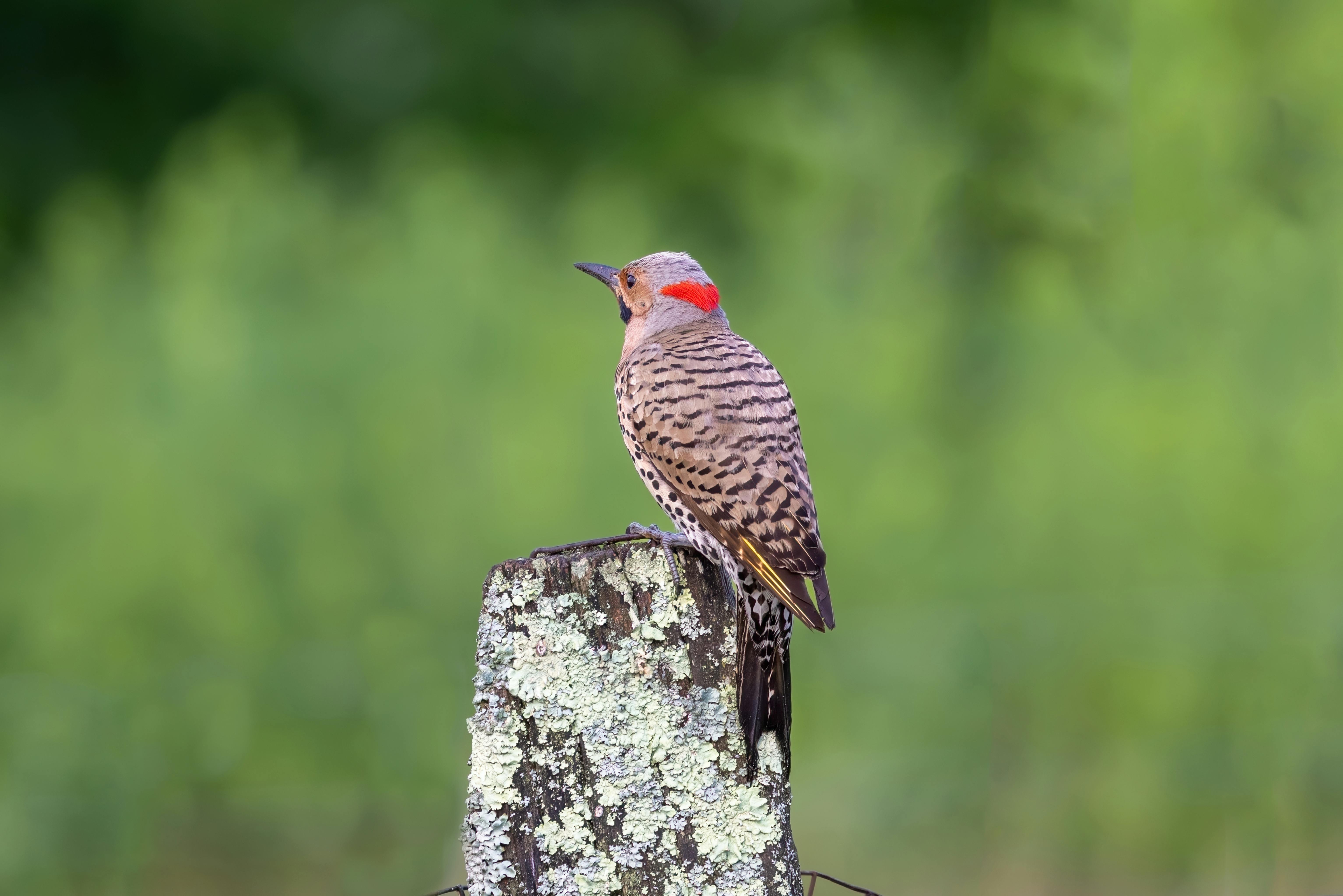 a bird is perched on a tree stump