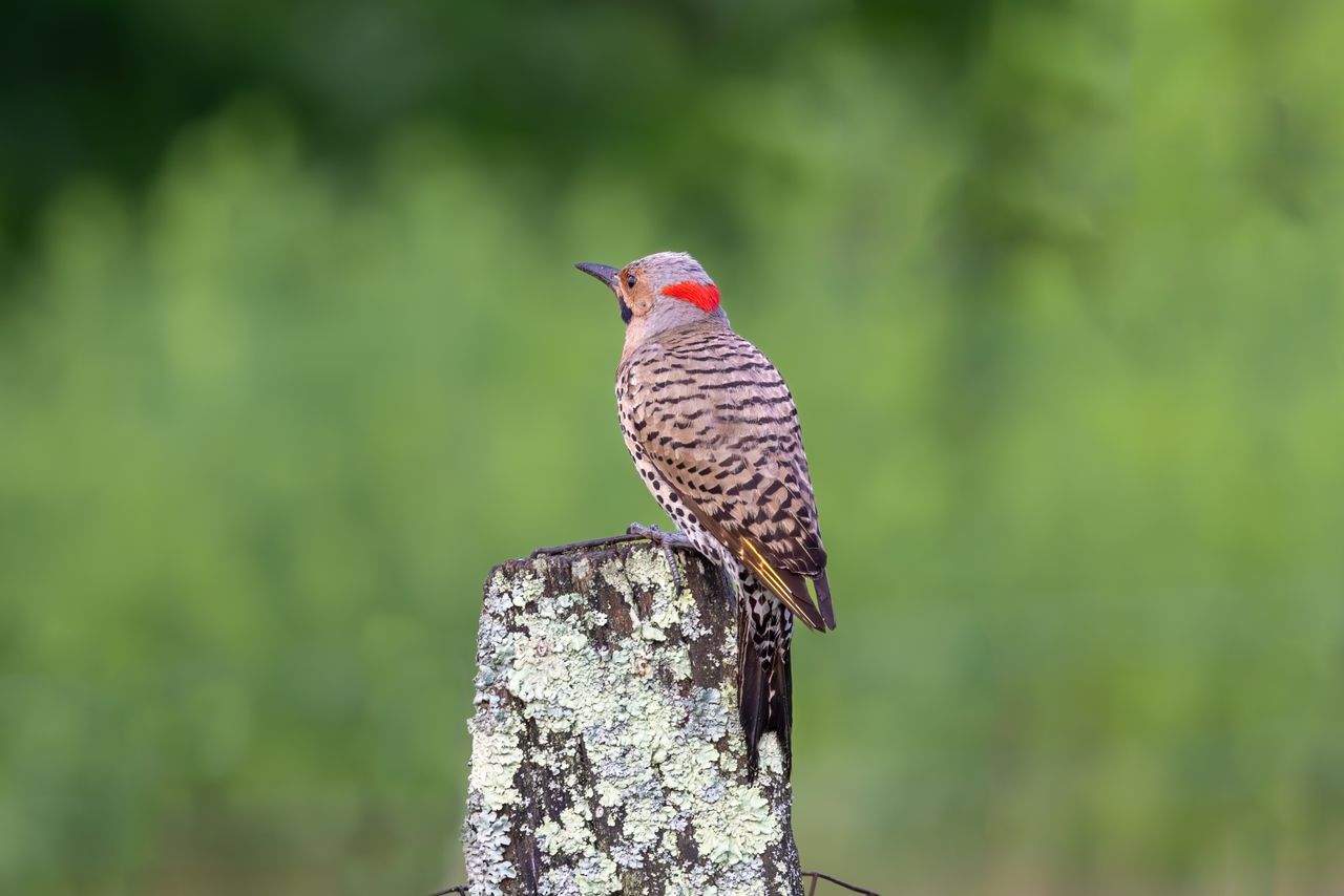 beautiful northern flicker perched on a lichen covered post with a lus