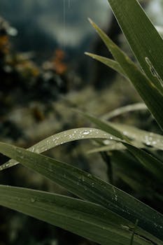 Close-up of dew-covered leaves in a misty garden, capturing nature's freshness.