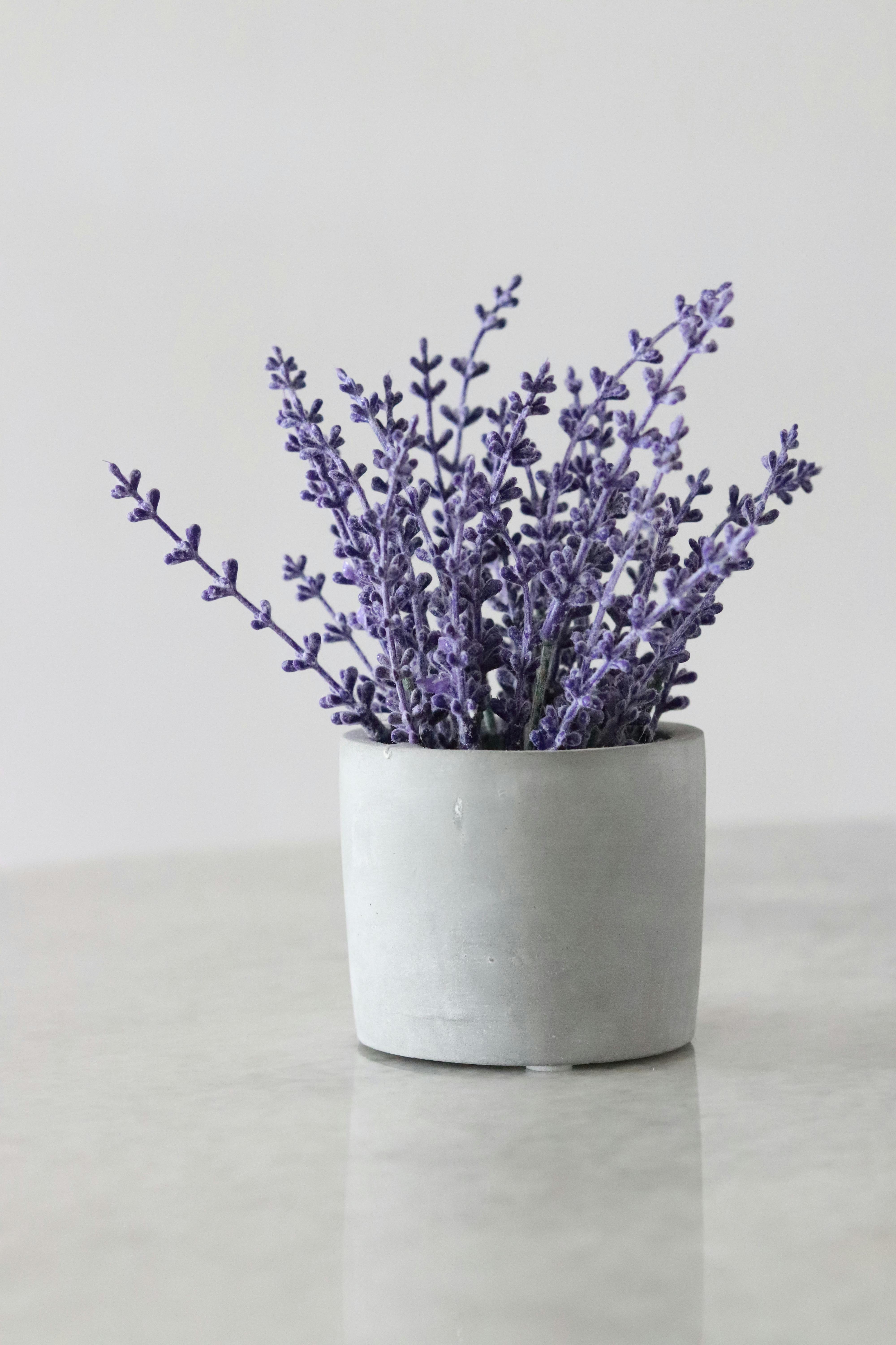 Download Im Fine Lavender Purple Wallpaper  Wallpaperscom