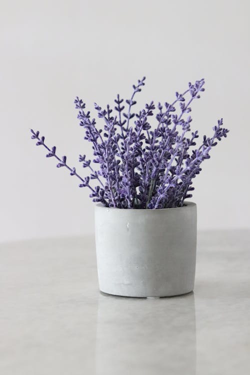 Lavender plant