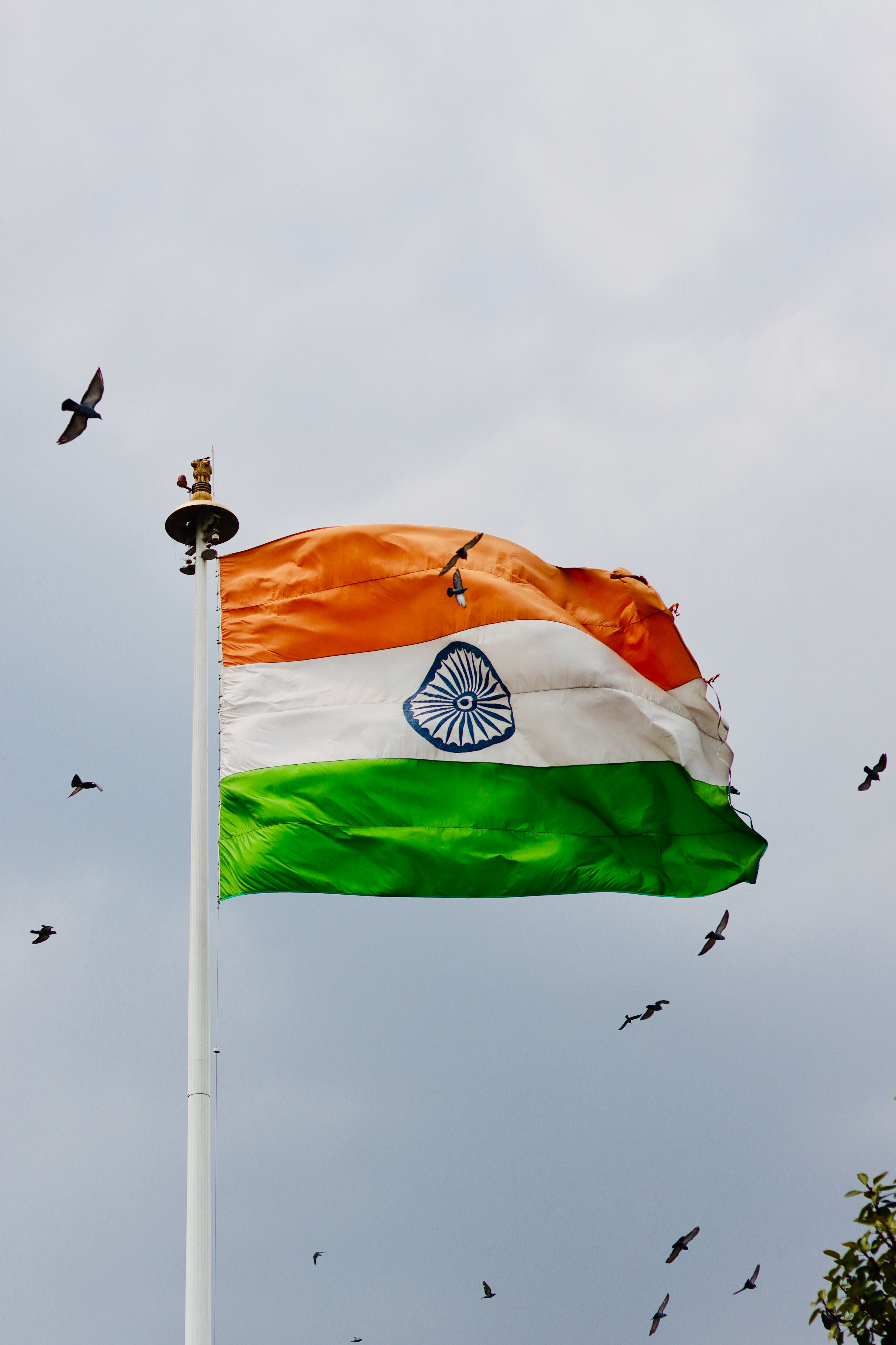 Indian flag waving against cloudy sky with birds flying nearby, symbolizing freedom and patriotism.