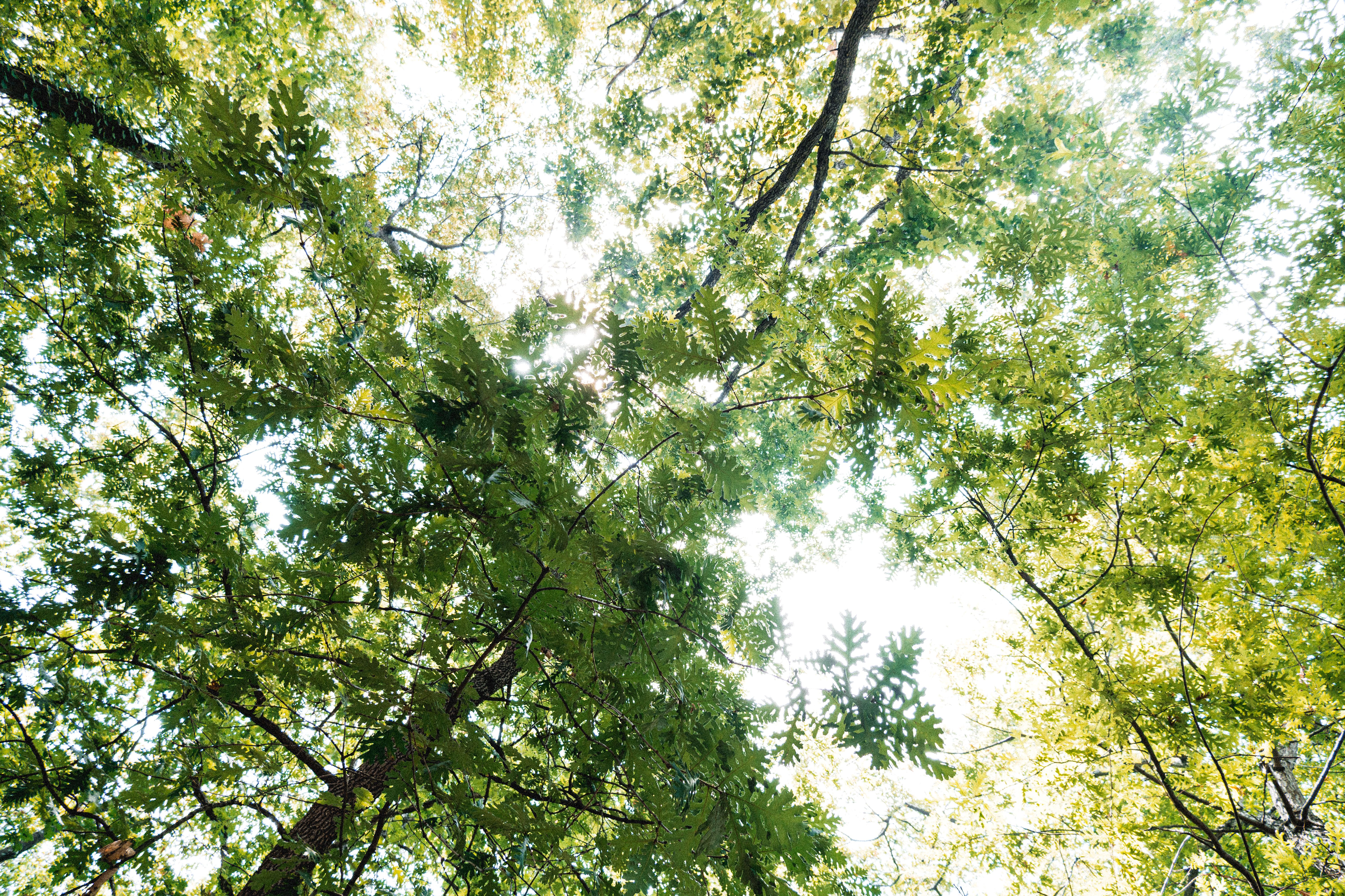 Structural Pruning for Windsong Ranch and Star Trail's Maturing Trees