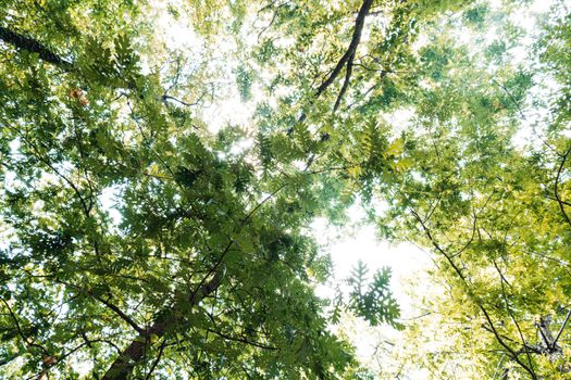 View upwards to lush green tree canopy with sunlight filtering through in a summer park.
