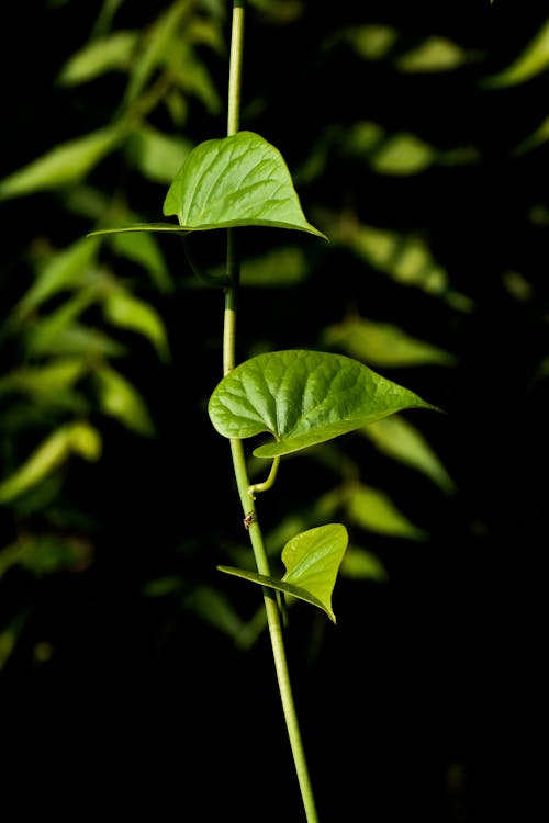 Green-leafed Plants