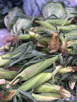 Close-up view of fresh corn cobs ready for sale at a local farmers market.