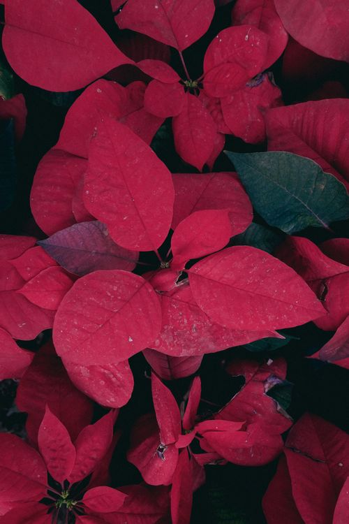 Free Leaves Stock Photo
