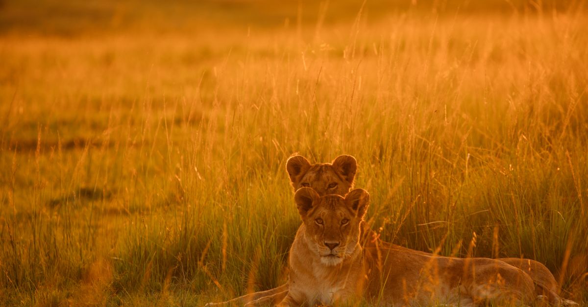 africa
