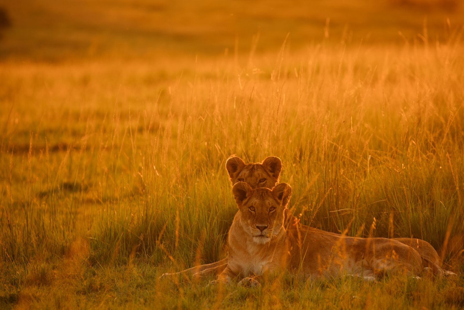 Two young lions resting in tall golden grass at sunset on the Serengeti