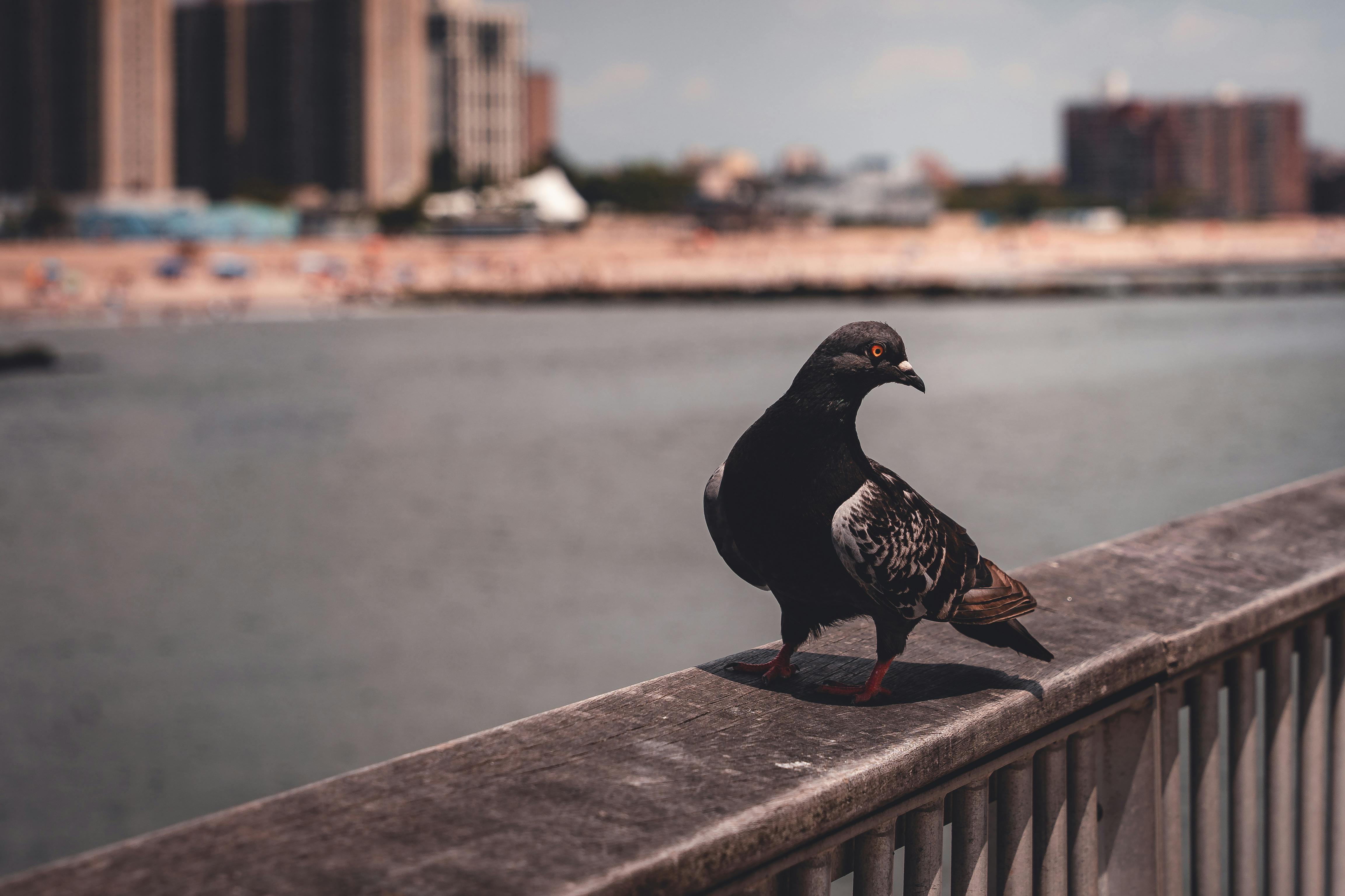 a bird is perched on a railing overlooking the water