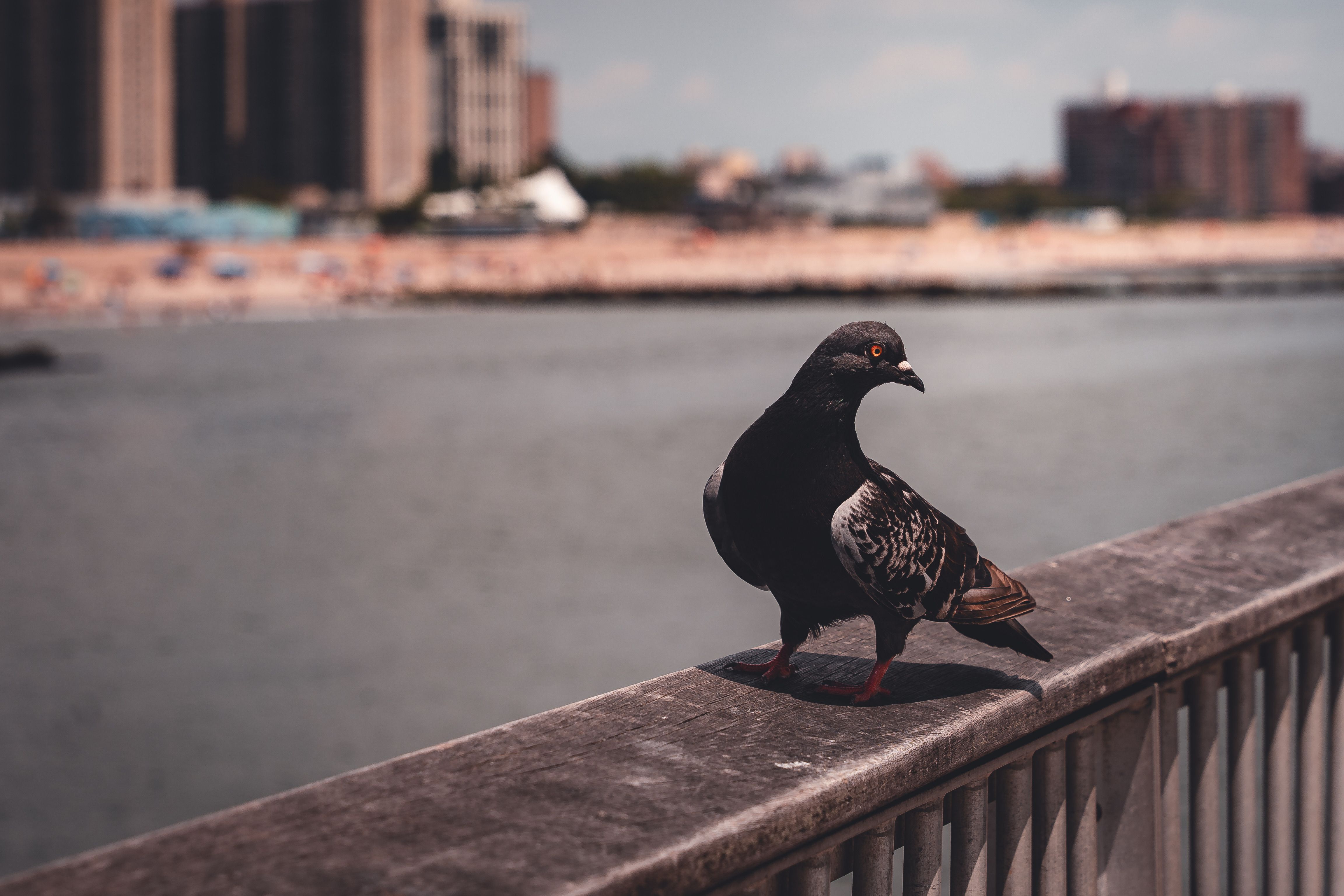 Pigeons Overlooking New York City Skyline · Free Stock Photo