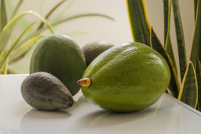 aguacate o palta