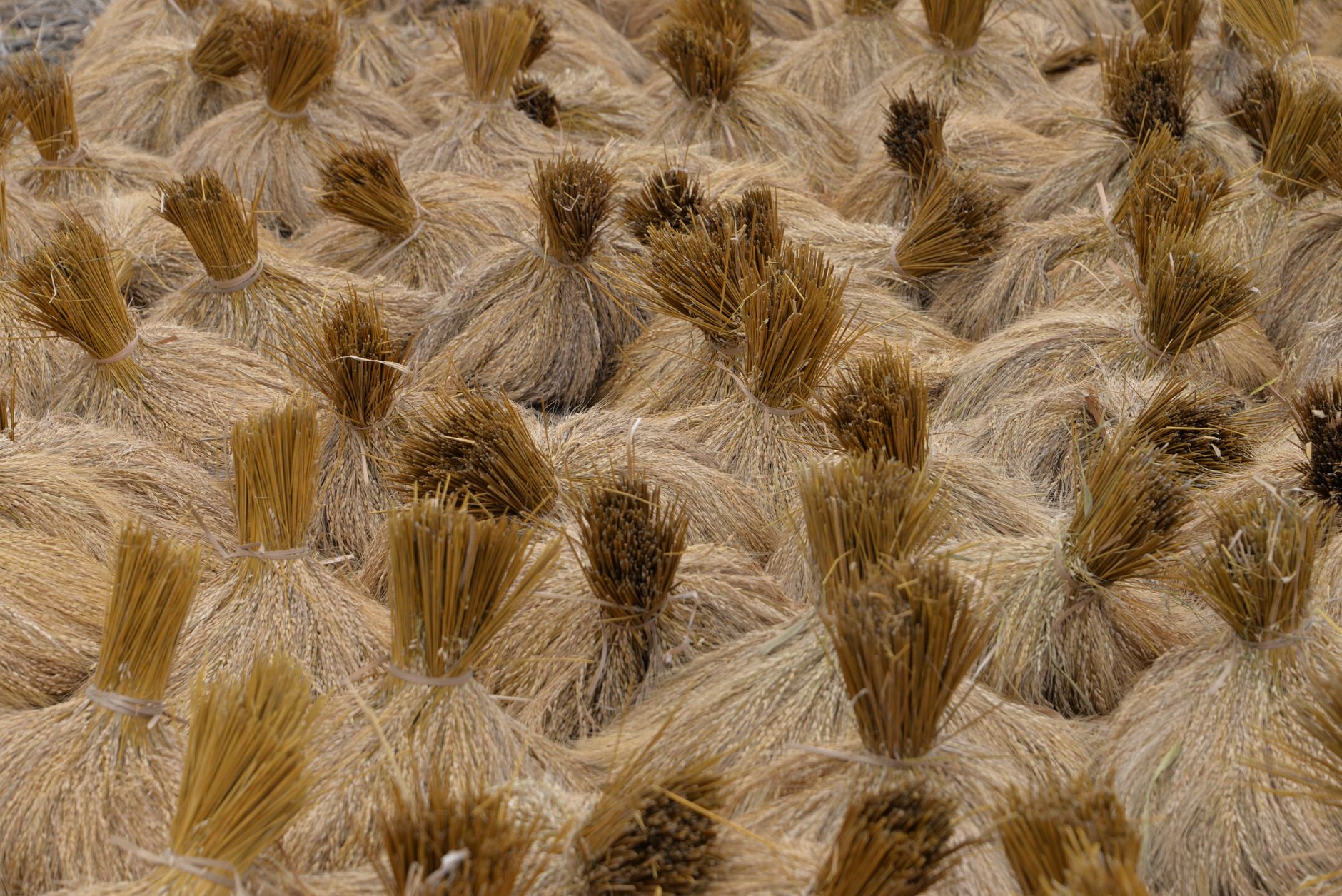 Dry rice straw bundles arranged closely, showcasing texture and natural patterns.