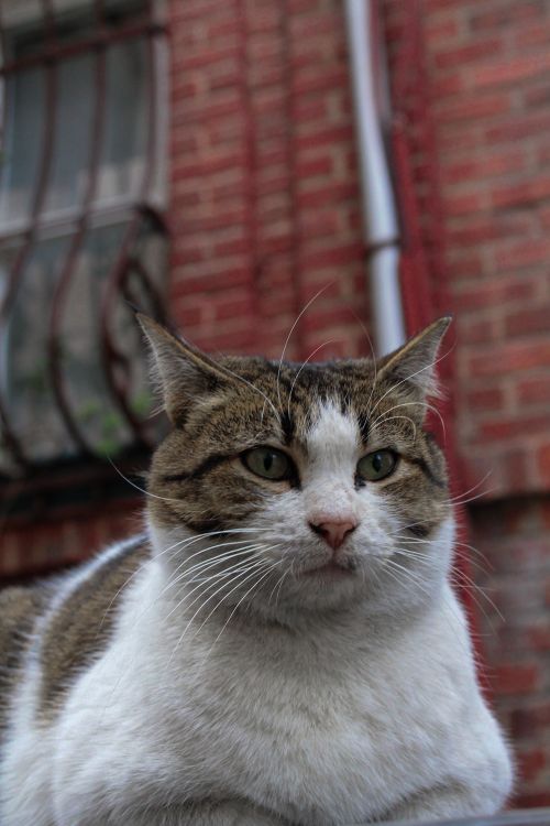 Free Adorable tabby cat posing against a brick wall background. Stock Photo