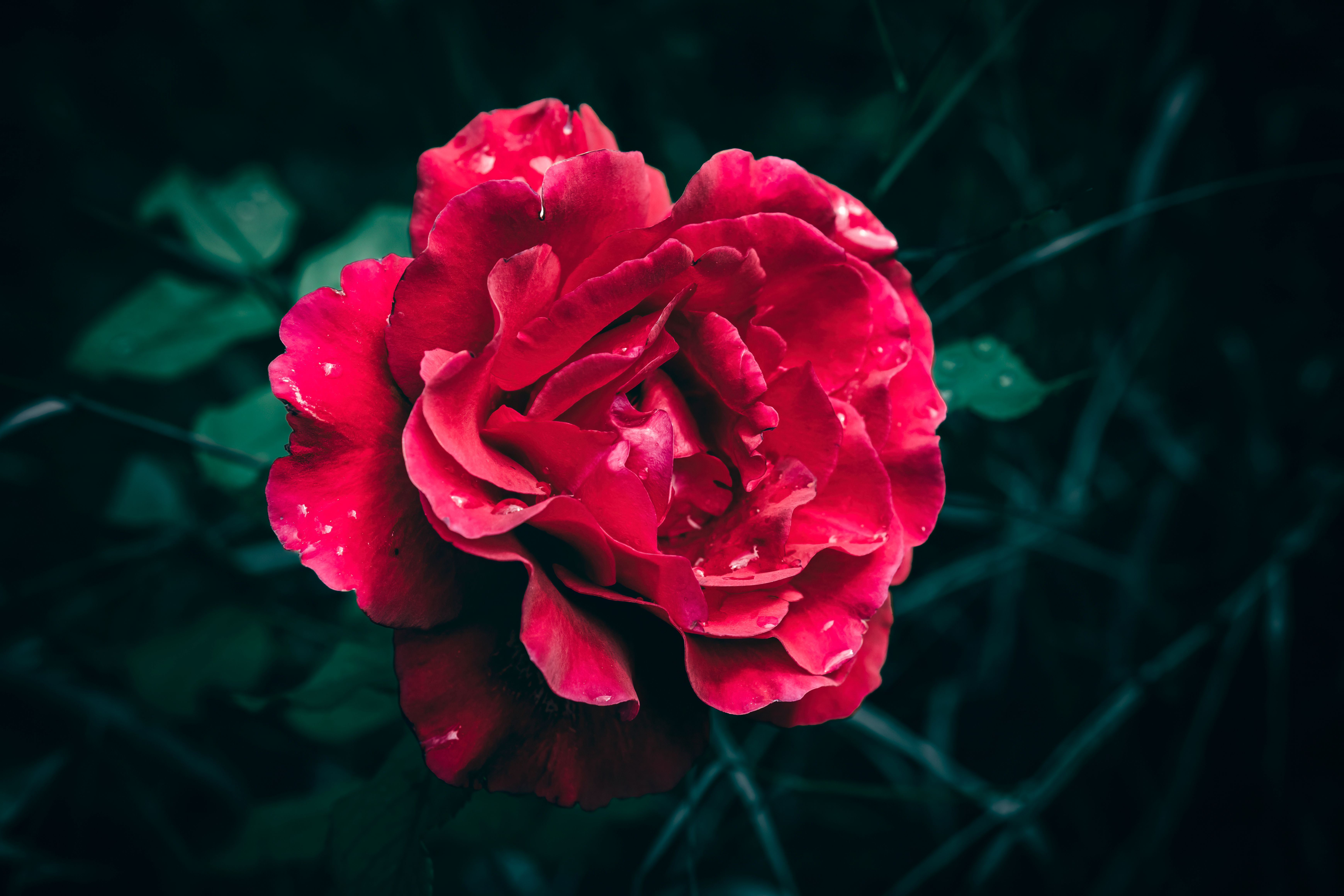 A close up of a single red rose flower in bloom with green leaves ...