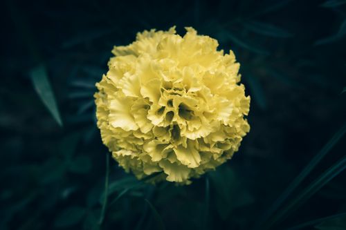 Free Vibrant marigold flower in full bloom, showcased against a contrasting dark background. Perfect for nature lovers. Stock Photo