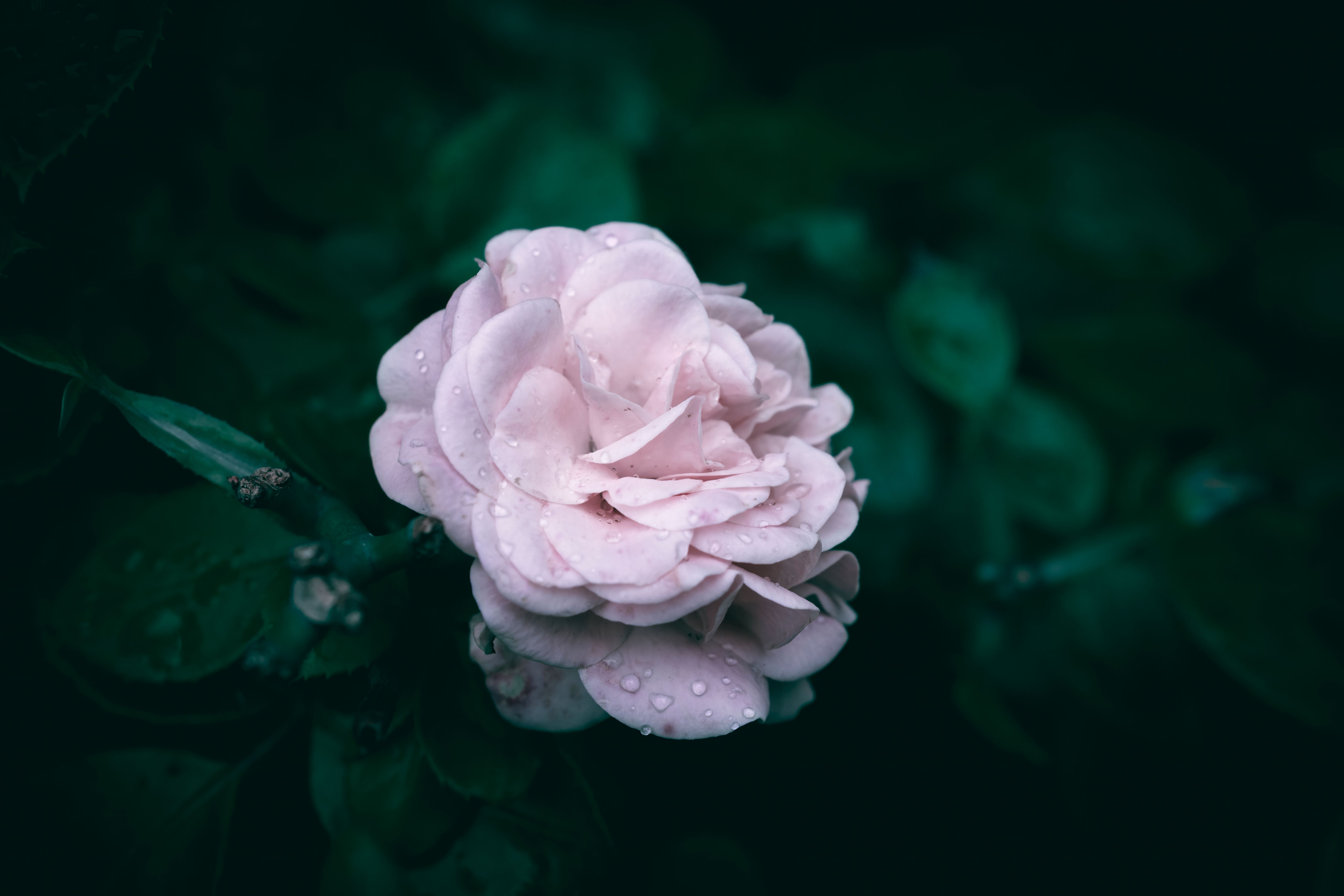 A close up of a pink garden rose and green leaves with rain drops ...