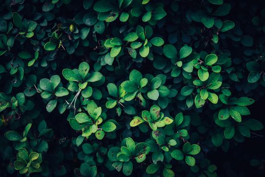 Close-up of lush green leaves against a dark background, showcasing nature's beauty.