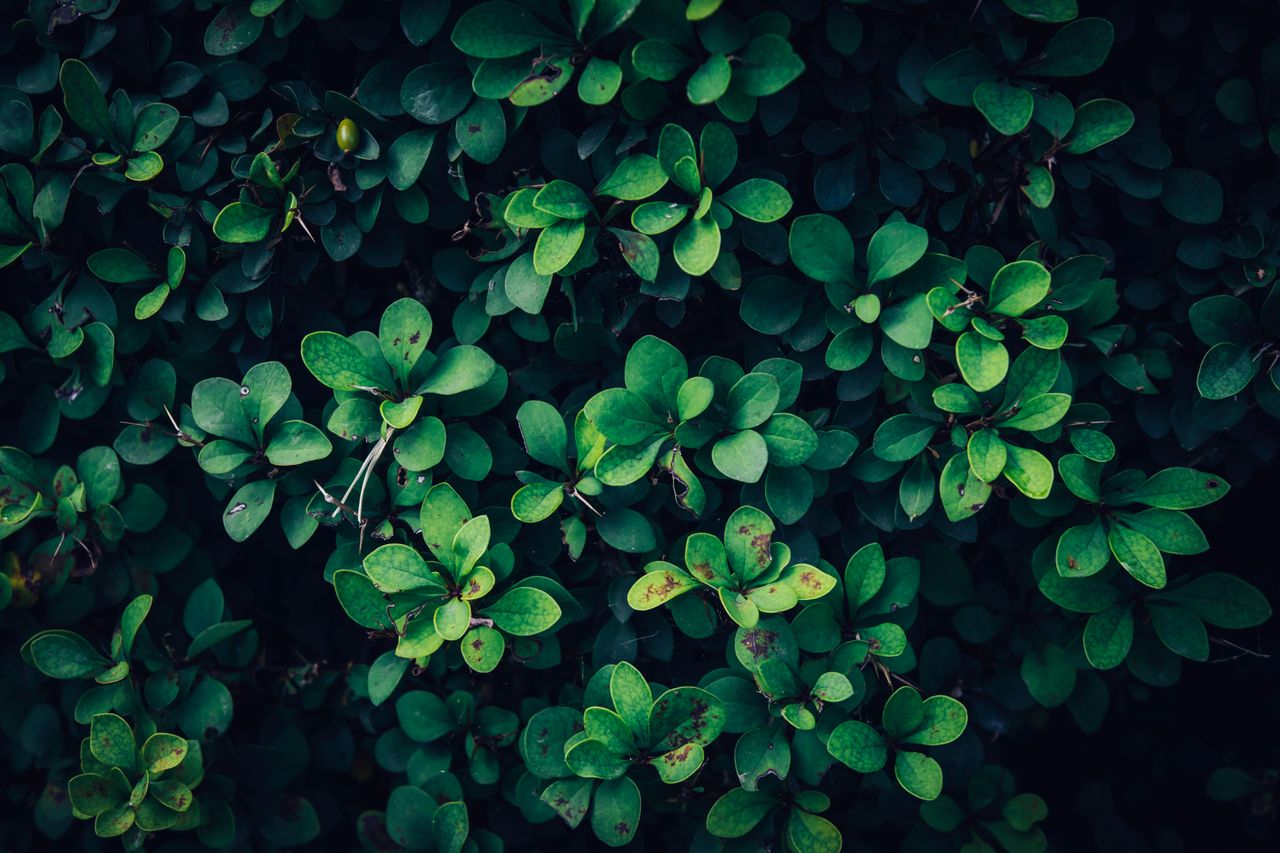 close up of lush green leaves against a dark background showcasing nat