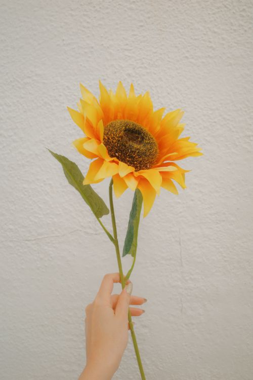 Free A bright sunflower held by a hand against a simple backdrop, ideal for summer themes. Stock Photo