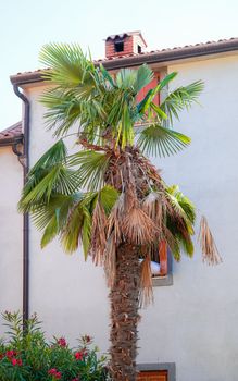 A vibrant palm tree with lush green leaves stands against a Mediterranean-style house exterior.