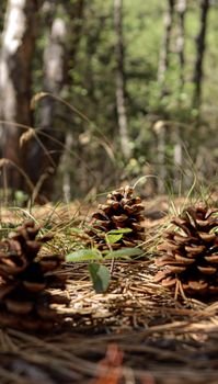 Three pine cones in a sunlit forest clearing, surrounded by fallen pine needles and grass.