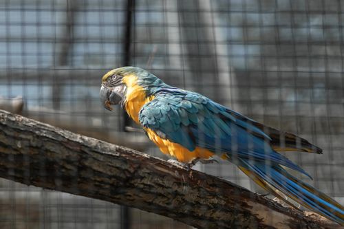 Free A vibrant macaw parrot perched on a branch in an outdoor enclosure. Stock Photo