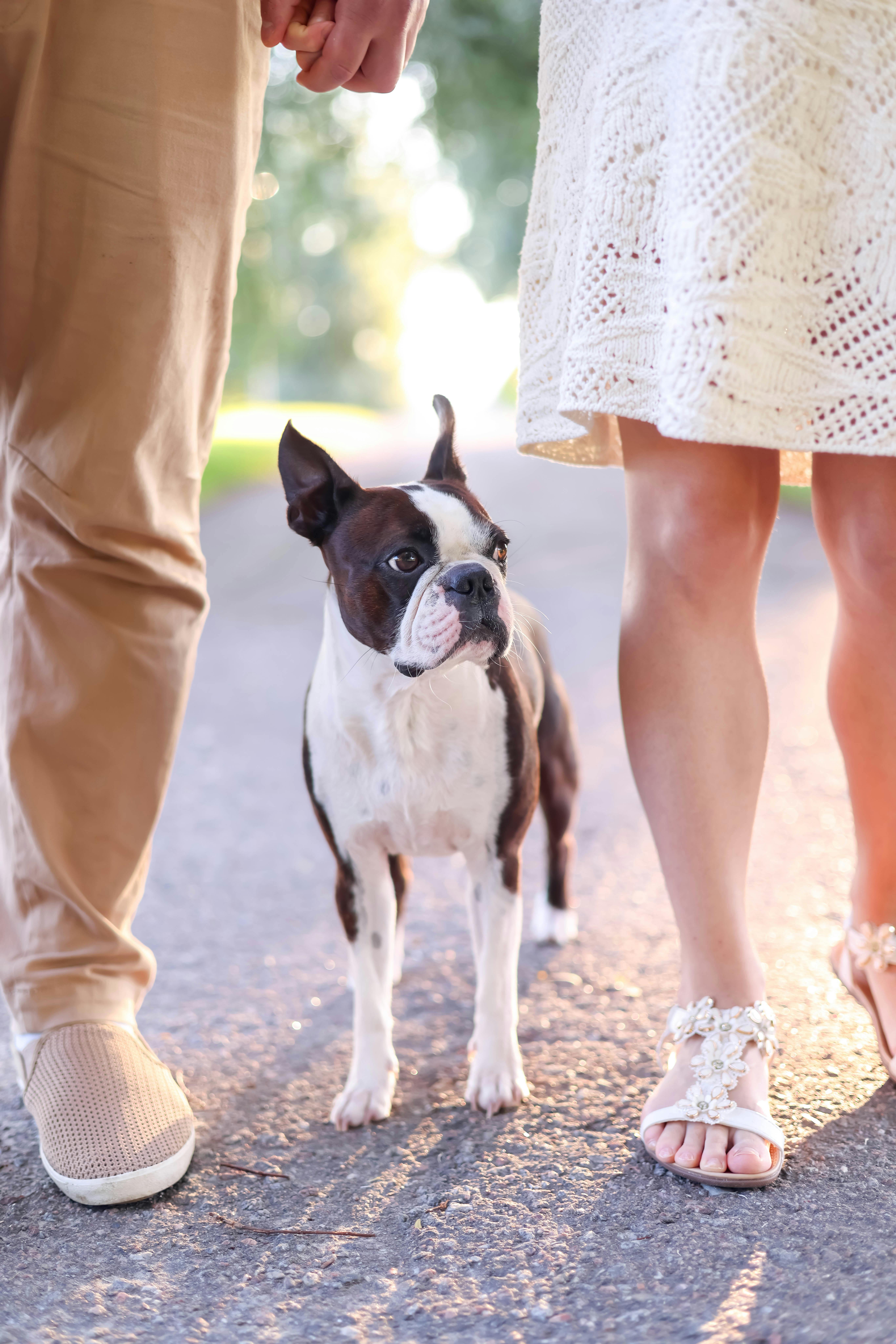 A couple holding hands and walking with a dog