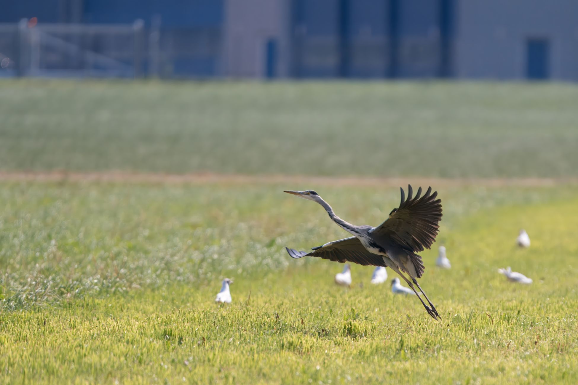 Blue Heron onderzoekt herinneringen in film