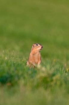Charming ground squirrel spotting in a Canadian grassland during summer.