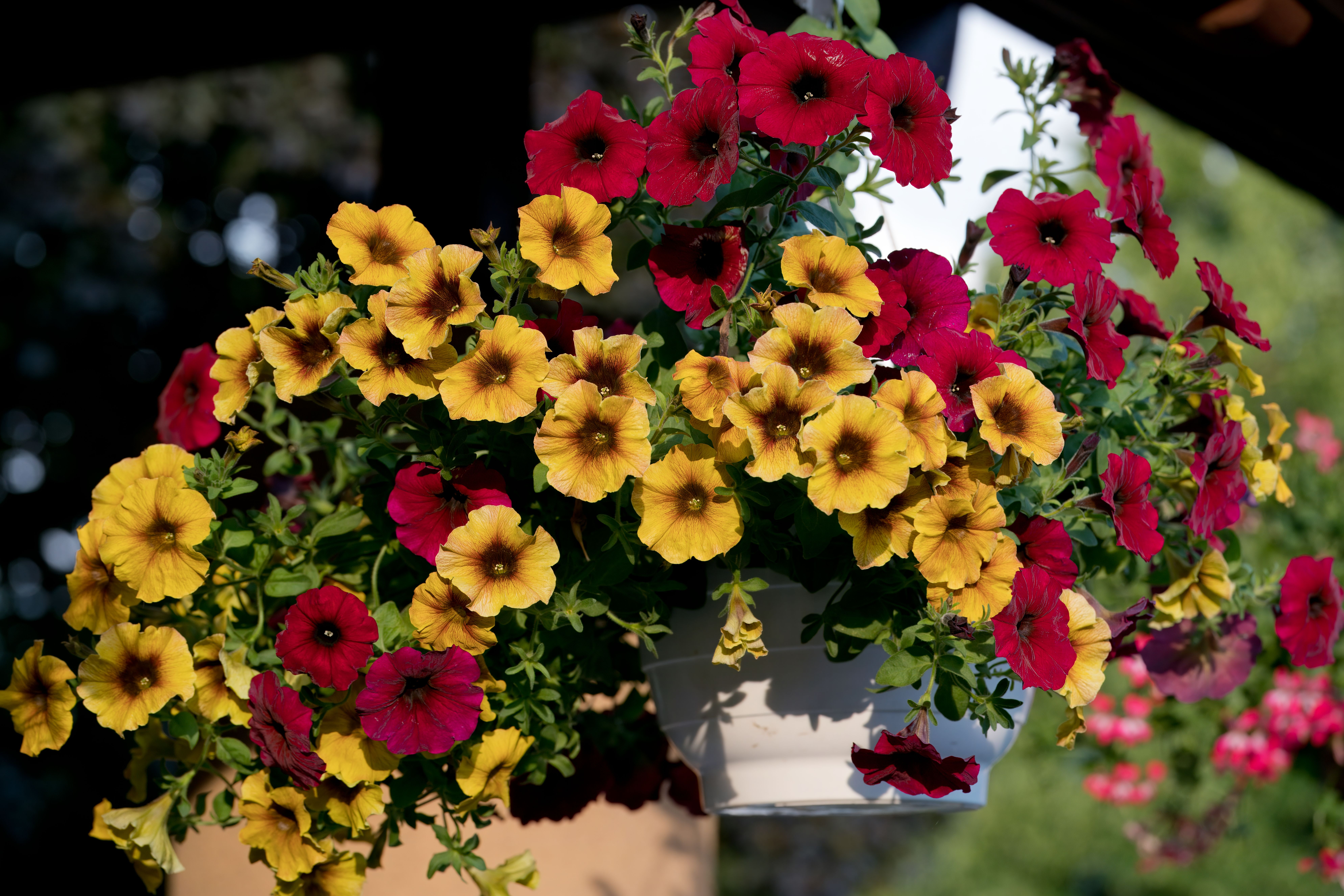 Sun-loving petunias cascading over a bright, sunny balcony railing - balcony hanging plants ideas