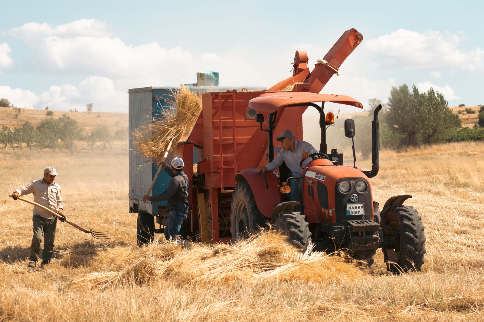 Farmers during harvest