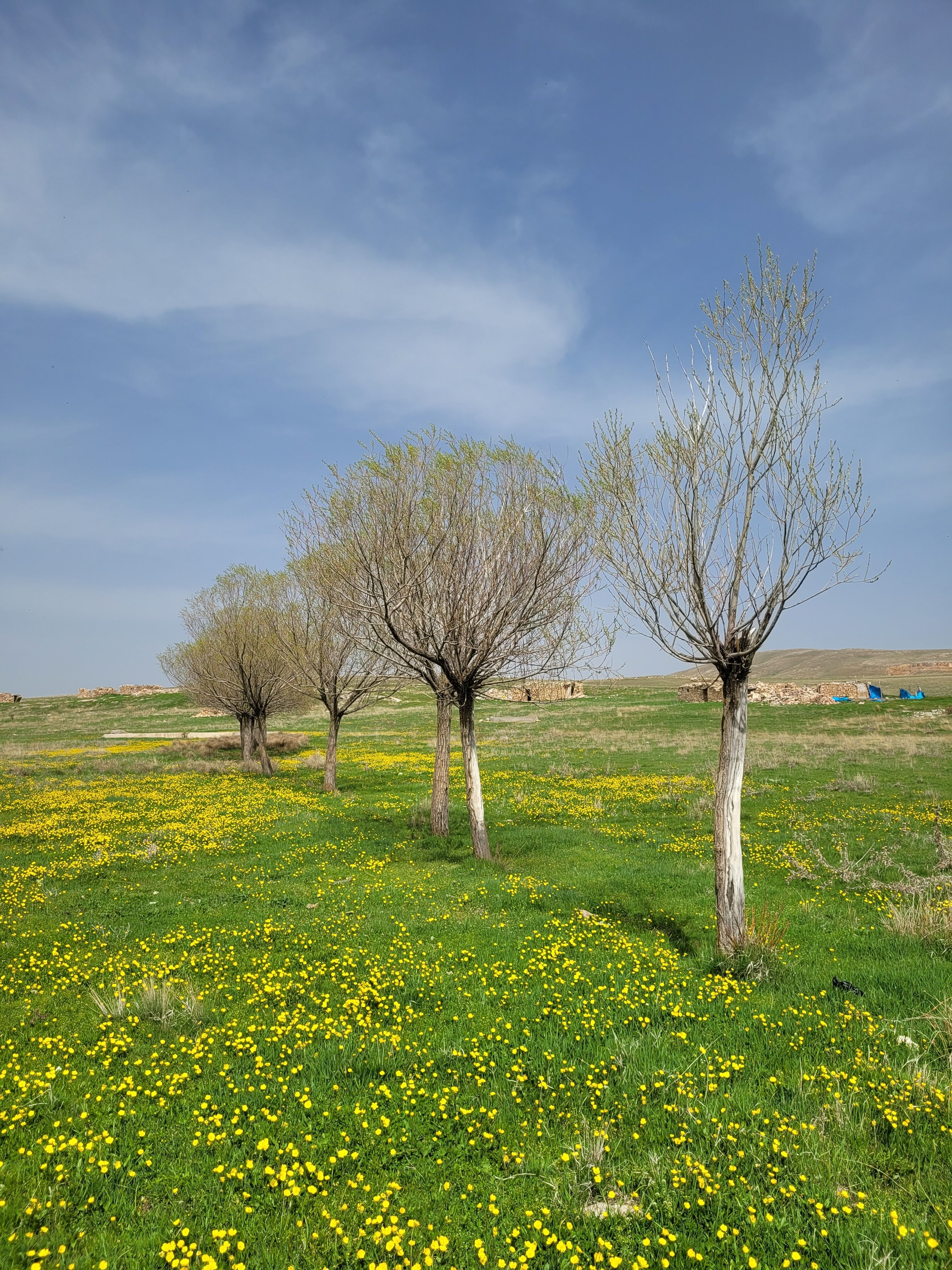 Idyllic countryside scene capturing trees amidst a field of wildflowers on a bright summer day.