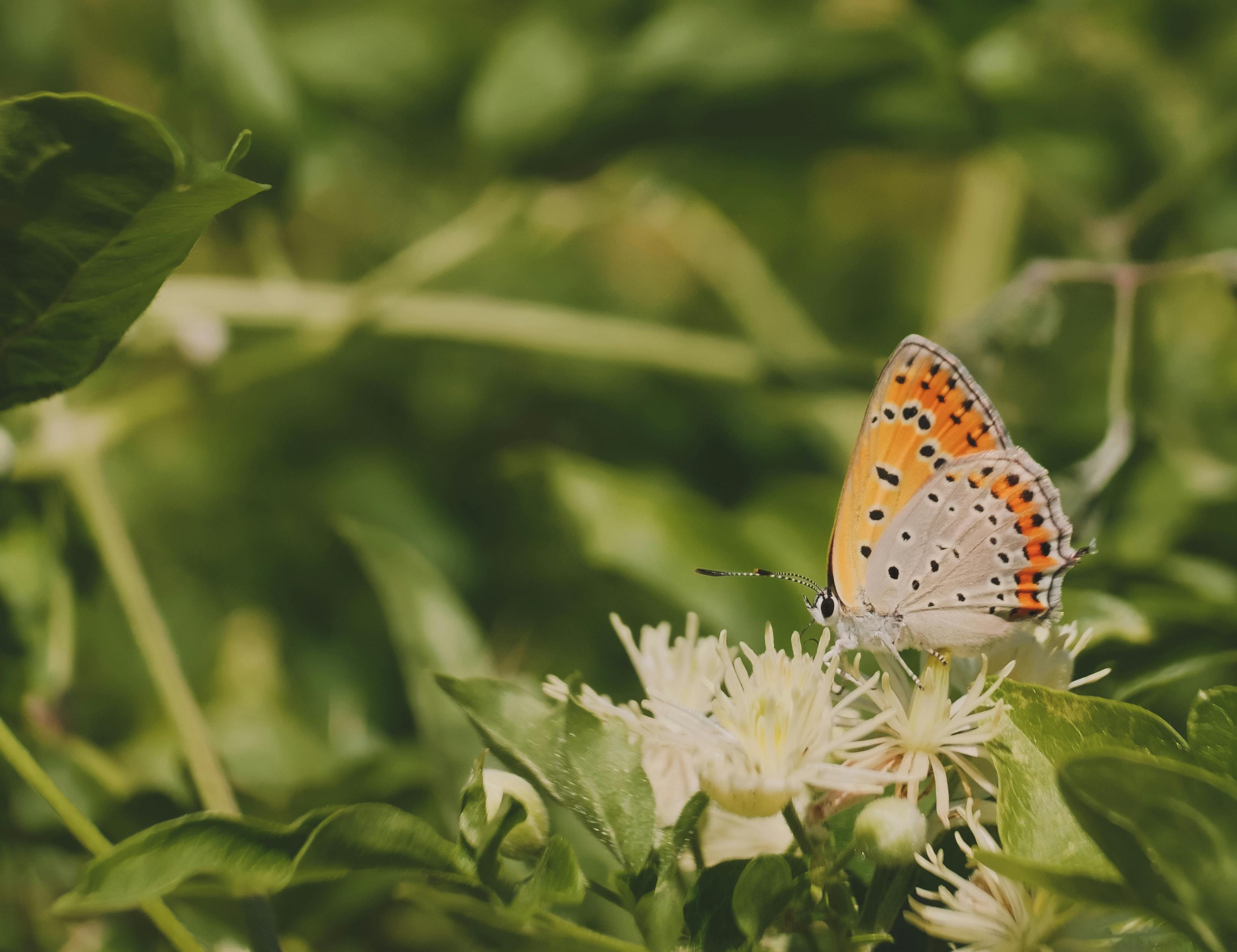 ฟรี คลังภาพถ่ายฟรี ของ @กลางแจ้ง, lycaenidae, pollinator คลังภาพถ่าย