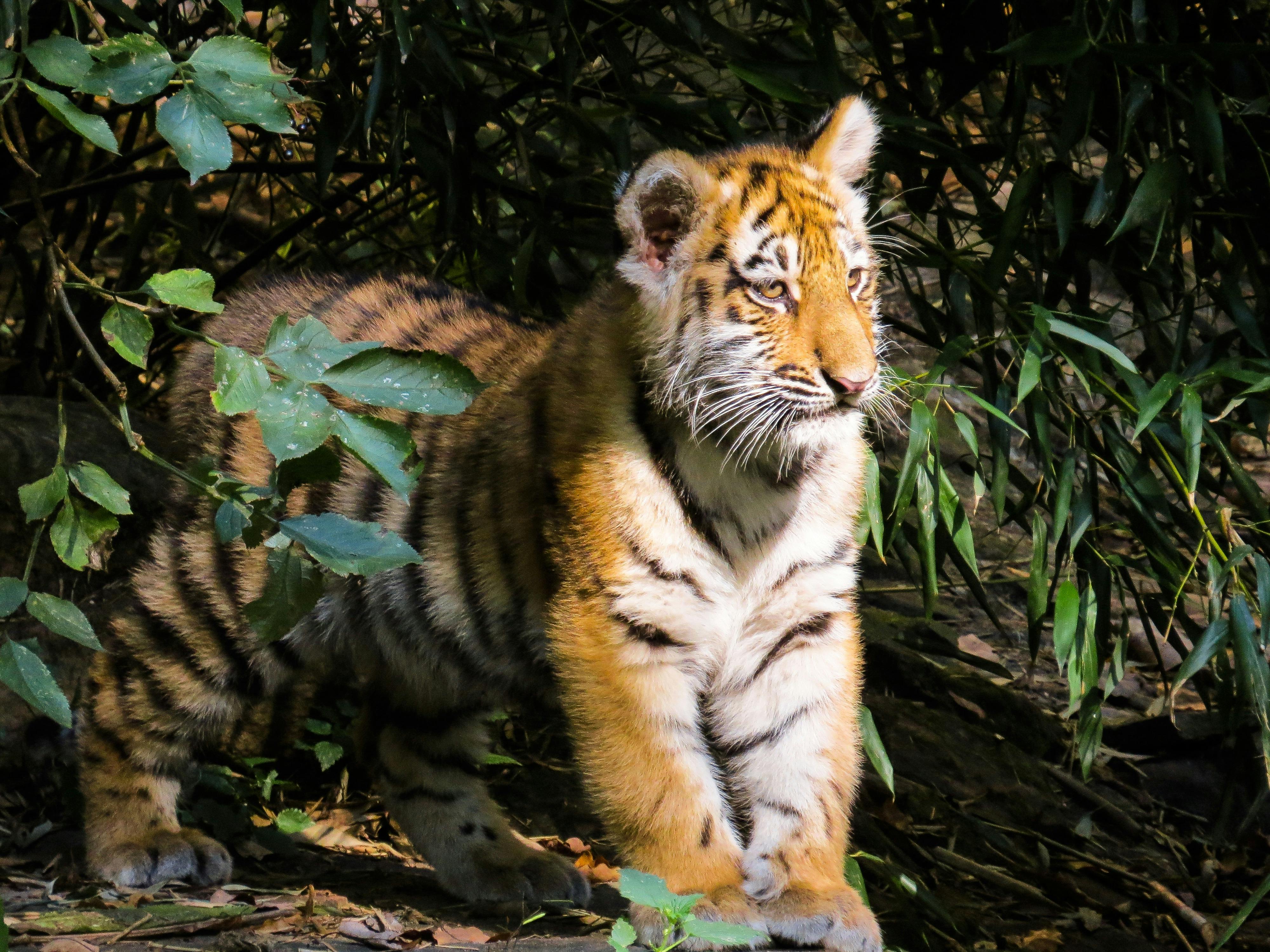 Foto Stok Gratis Tentang Anak Binatang Anak Harimau Anak Hewan