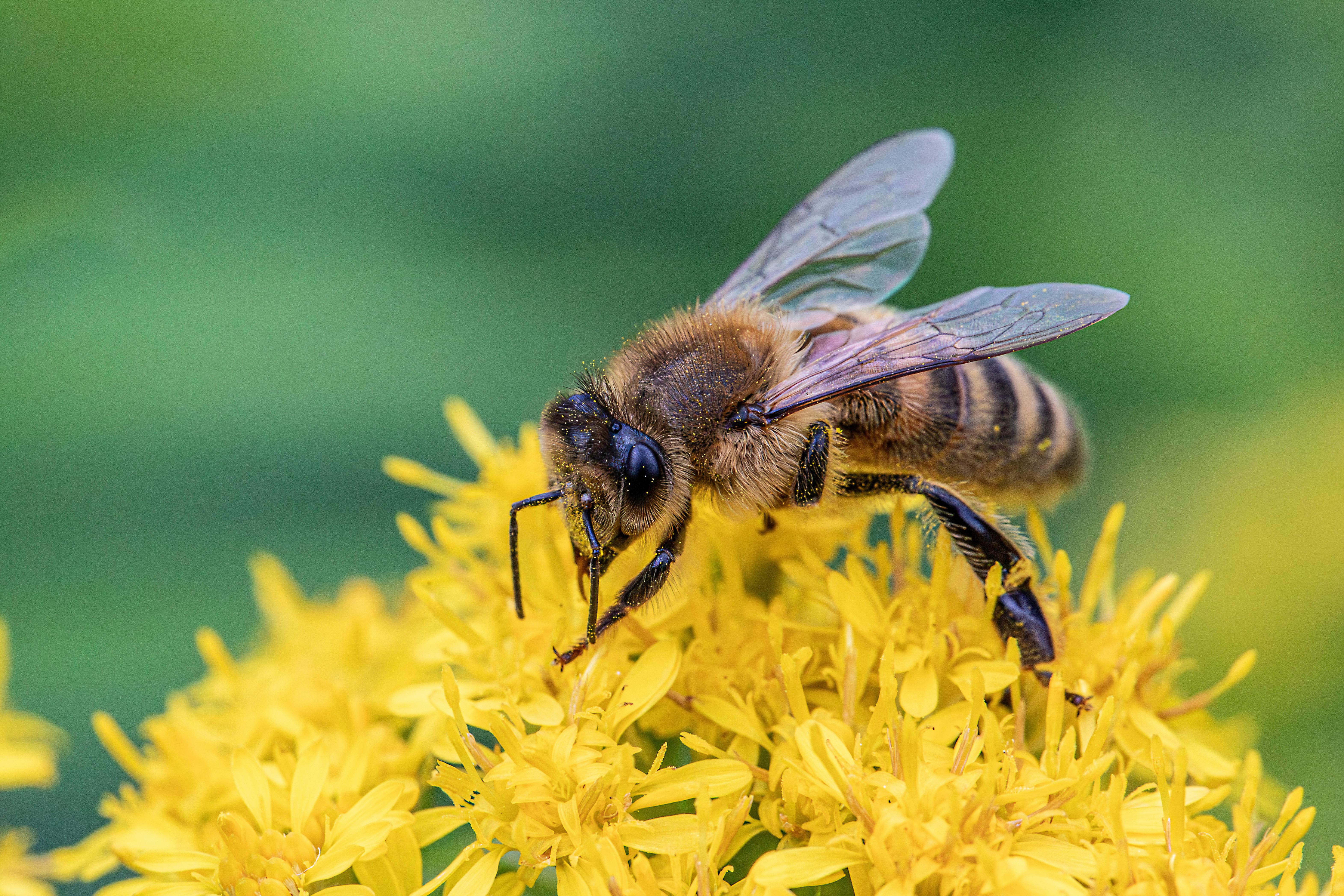 a bee is on yellow flowers with green leaves