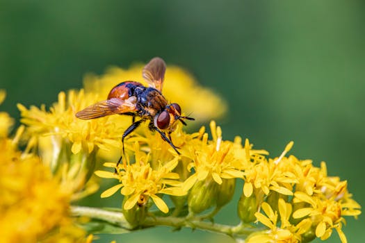 Dettaglio di un'ape su un fiore