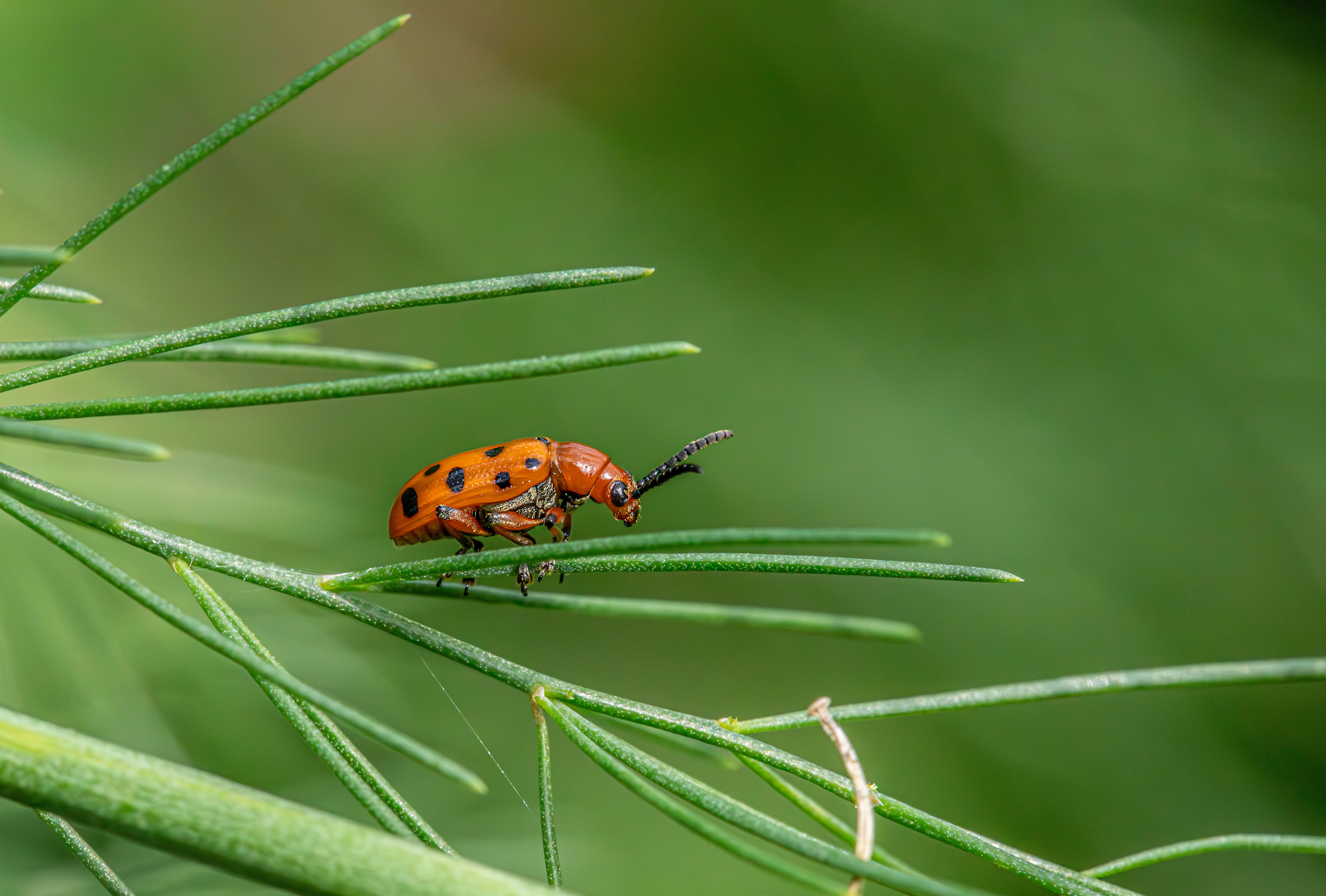 A small bug sitting on top of a green plant · Free Stock Photo