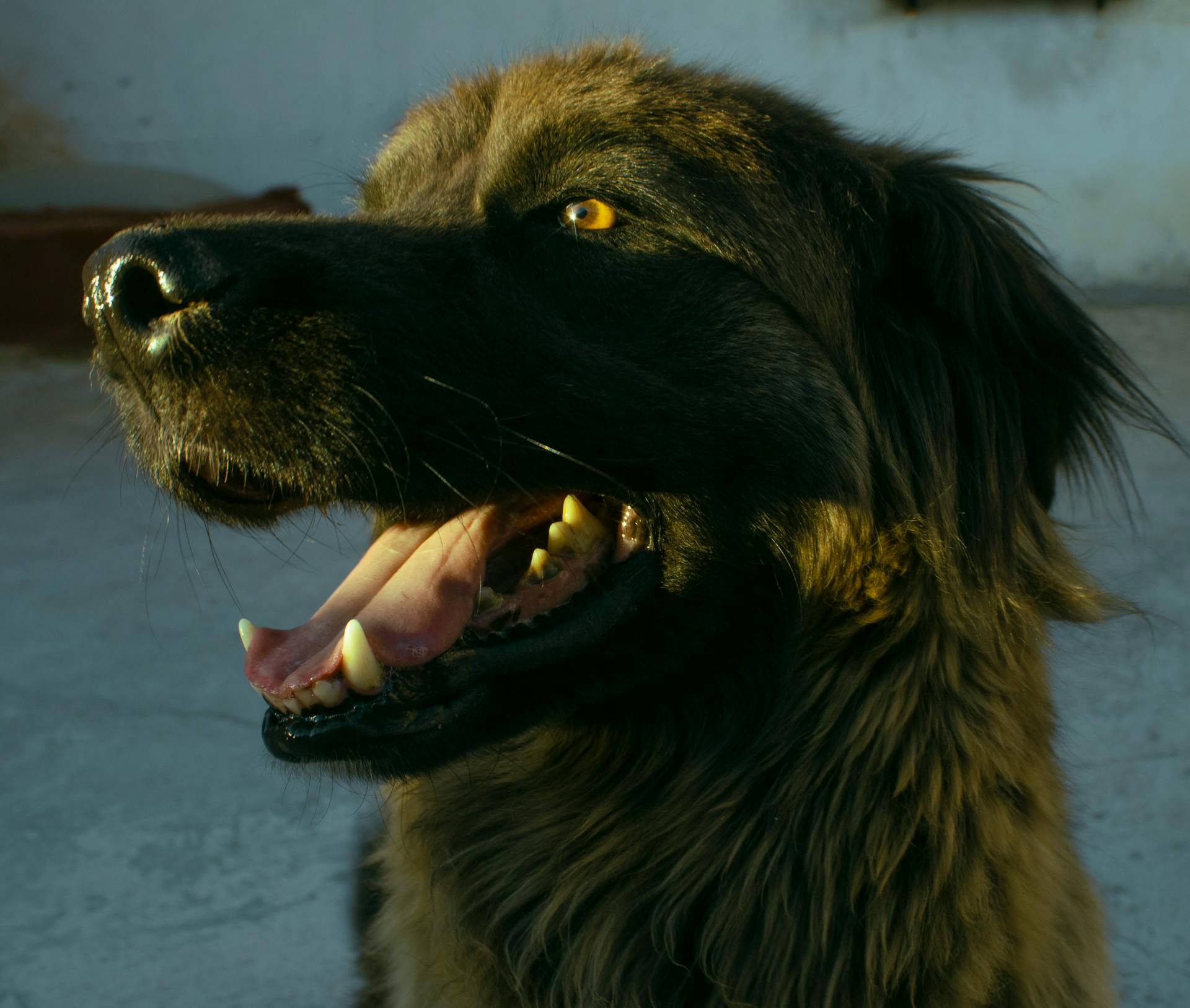 Un gros chien brun avec sa gueule ouverte