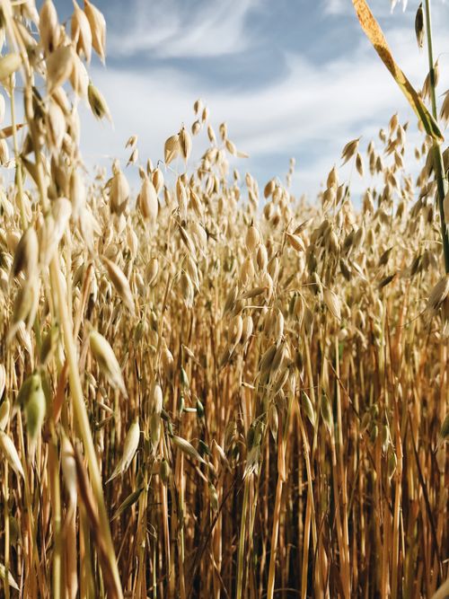 Free stock photo of arable, close-up, crop Stock Photo