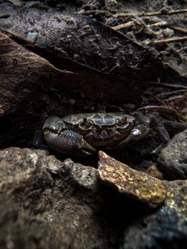 A detailed close-up of a crab among rocks and leaves by a river, showcasing its natural environment.