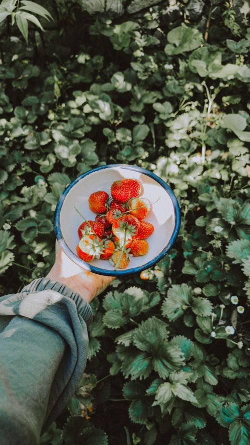 Free A person holds a bowl of freshly picked strawberries in a lush garden. Vibrant summer vibes. Stock Photo