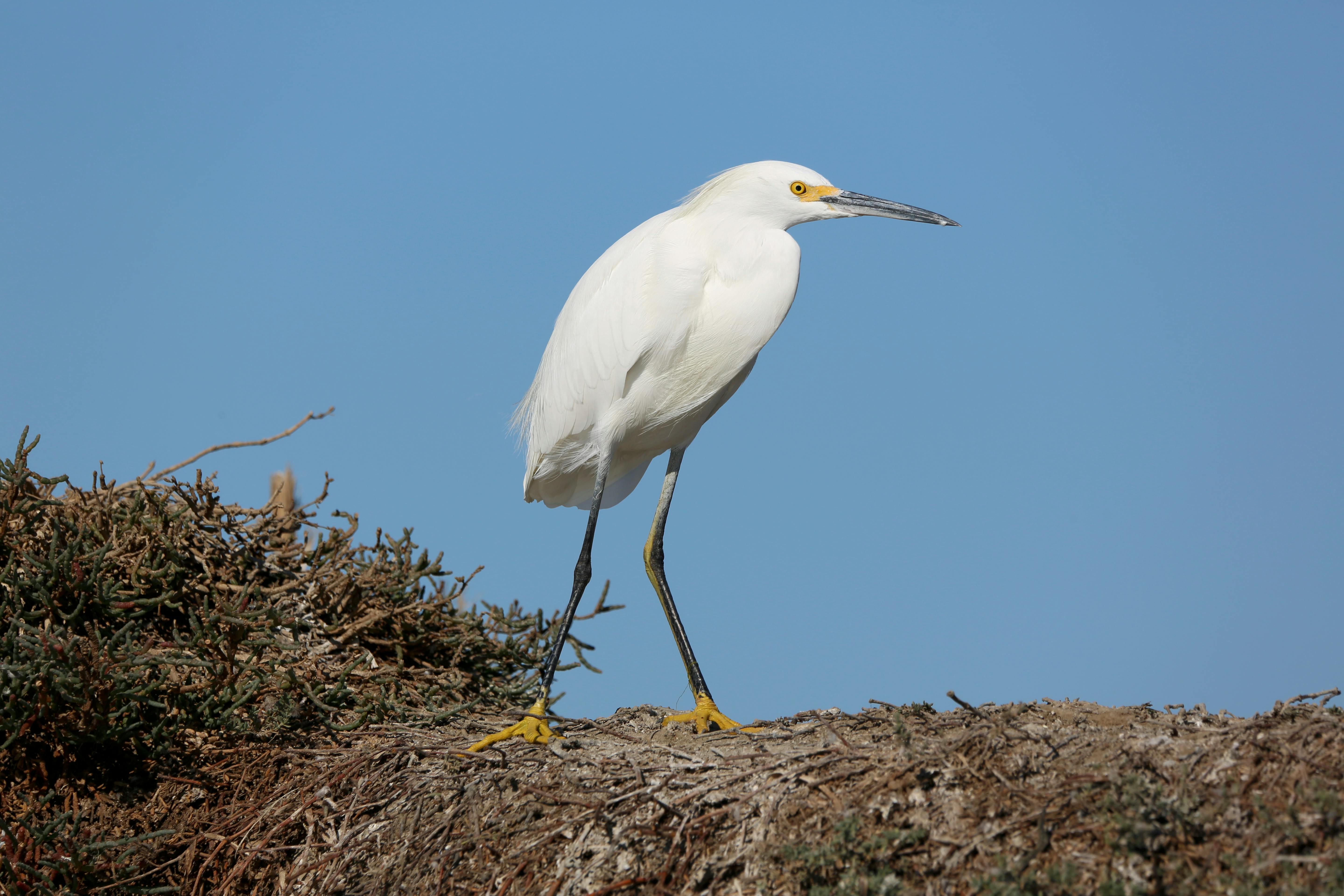 snowy egret