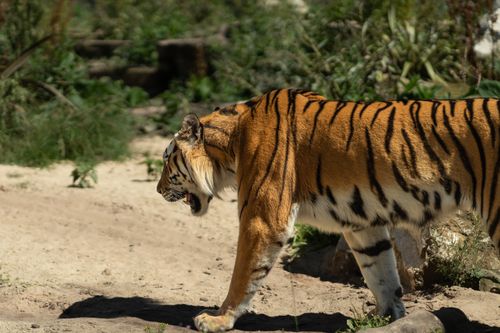 Free A Bengal tiger strolling in a sunlit jungle setting, showcasing its majestic stripes and powerful presence. Stock Photo