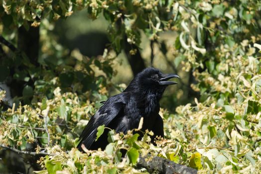 crow photo