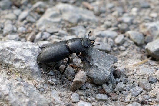 A detailed capture of a black beetle navigating a rocky outdoor surface.