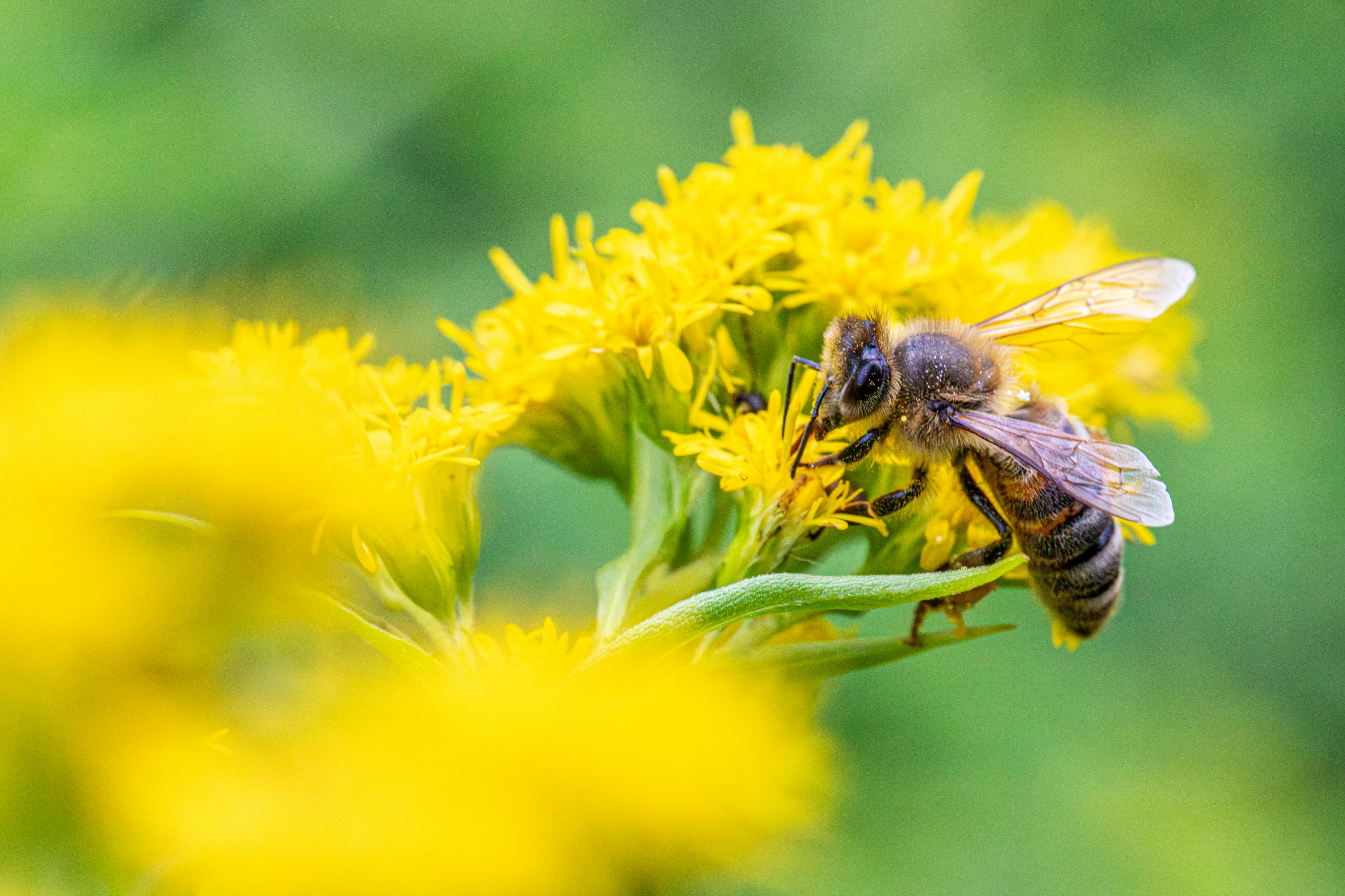 a bee is on a yellow flower with green leaves