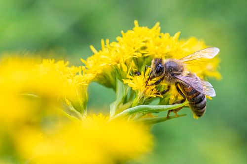 Free Close-up of a honey bee collecting nectar from a vibrant yellow flower. Stock Photo