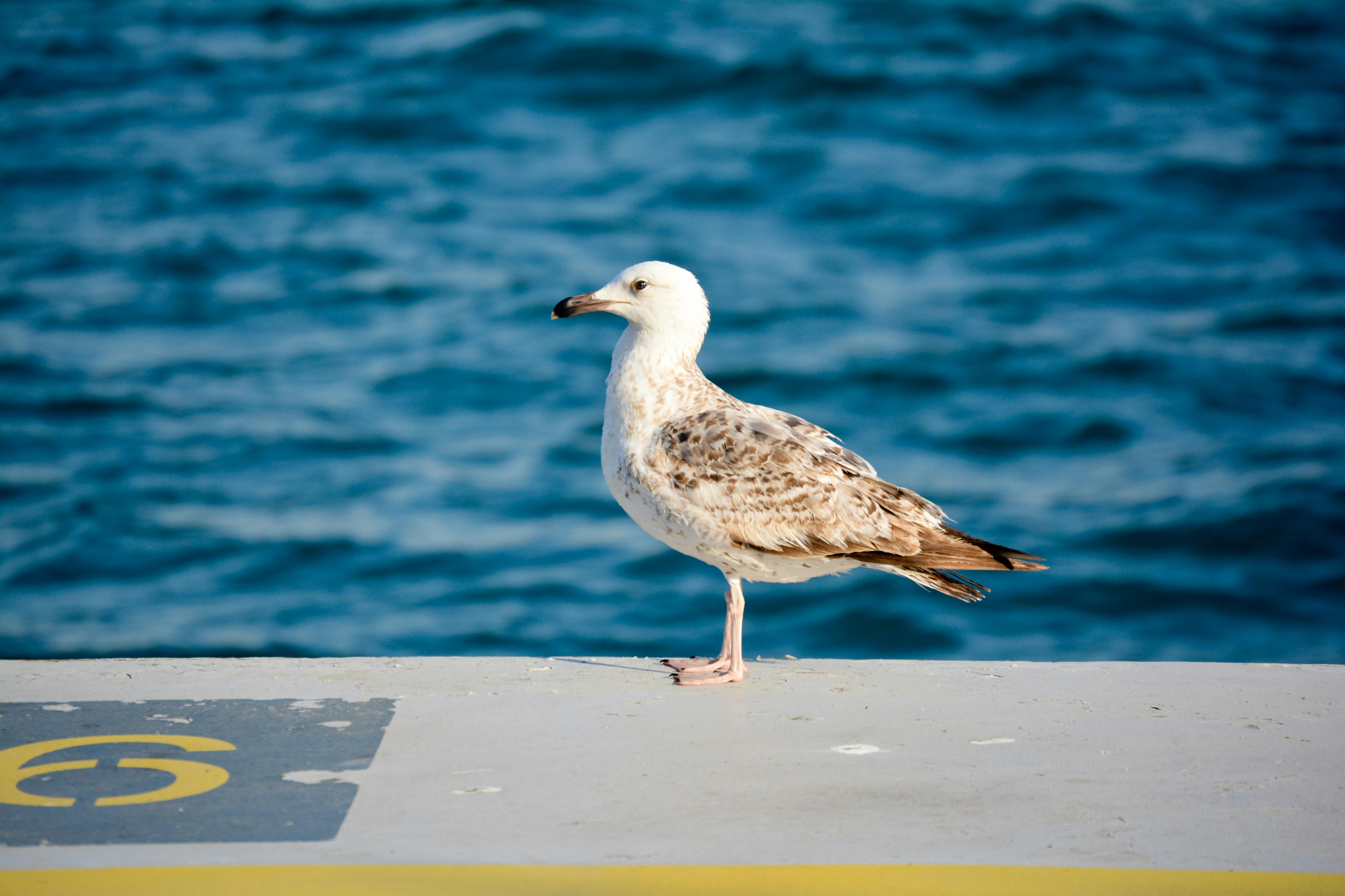 ฟรี คลังภาพถ่ายฟรี ของ กลางแจ้ง, การถ่ายภาพนก, การถ่ายภาพสัตว์ คลังภาพถ่าย