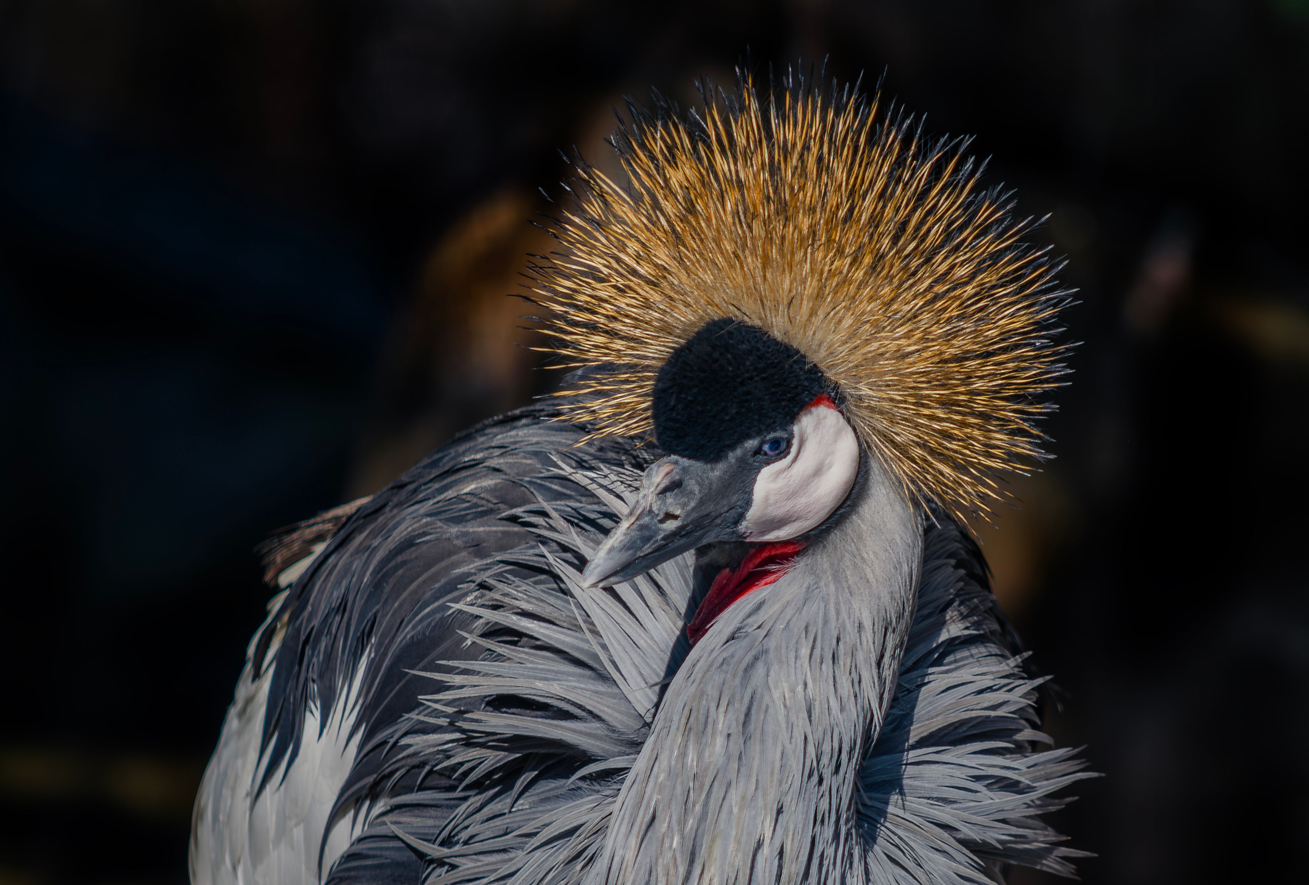 Close-up of a striking grey crowned crane with vibrant plumage and crest in Argentina.
